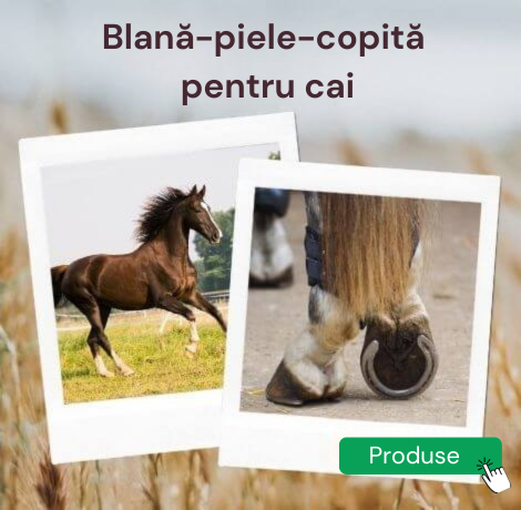 Pacitea webshop