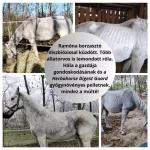Herbahorse Digest Guard - gyomorkímélő pellet 20kg