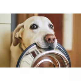 Digestion