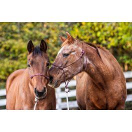Idős kor - keringést támogató gyógynövények lovaknak