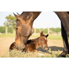Tenyésztés - hormonrendszert támogató gyógynövények lovaknak