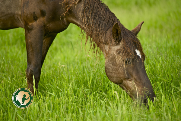 Kehesség megelőzése és menedzselése, avagy amit lótartóként Te is megtehetsz
