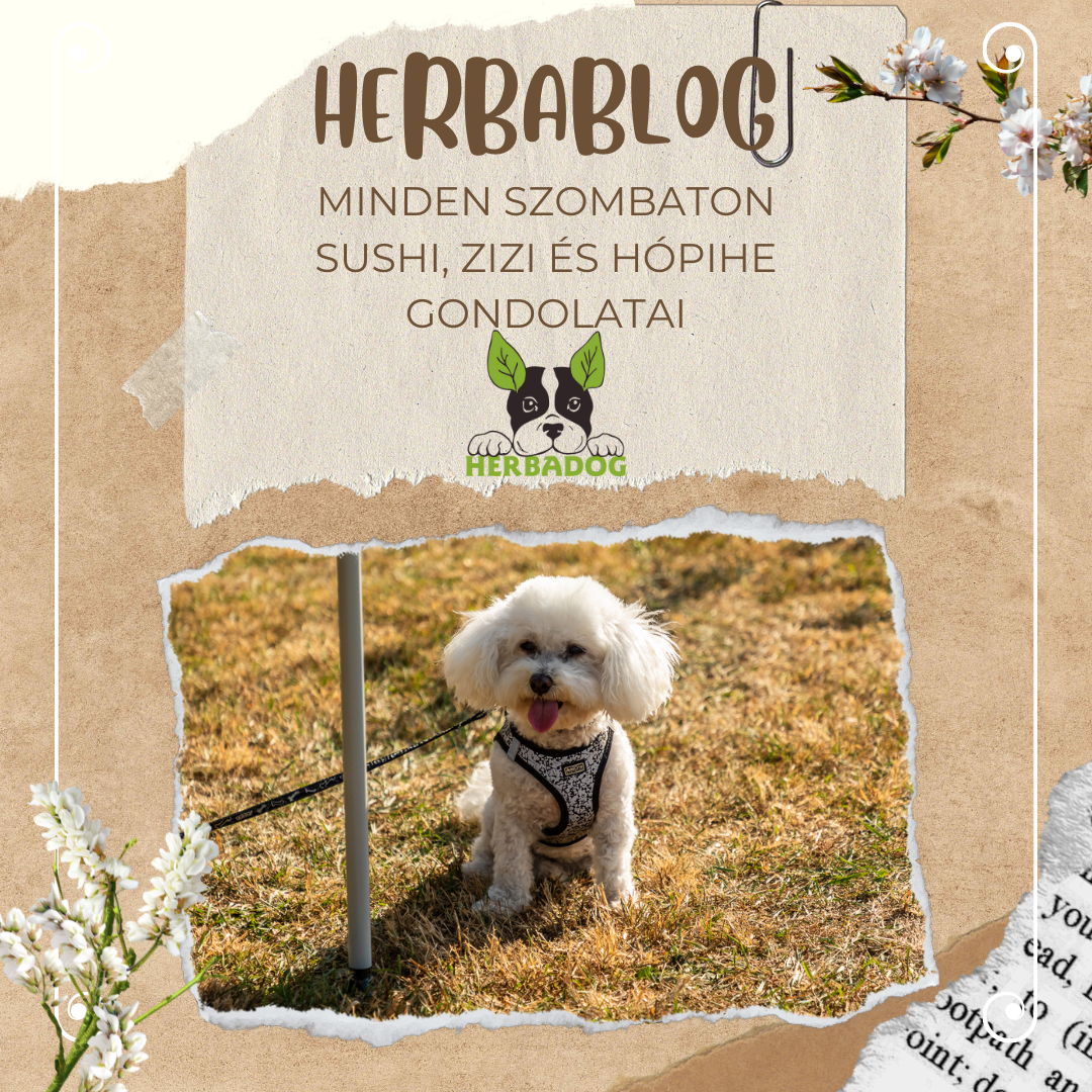 A gyógynövények királynője