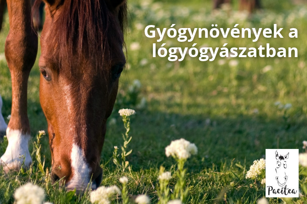 Gyógynövények a lógyógyászatban - tények, tévhitek és néhány kellemetlen igazság