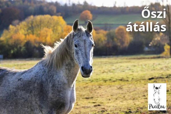 Hogyan támogasd lovad szervezetét az őszi átállás idején?