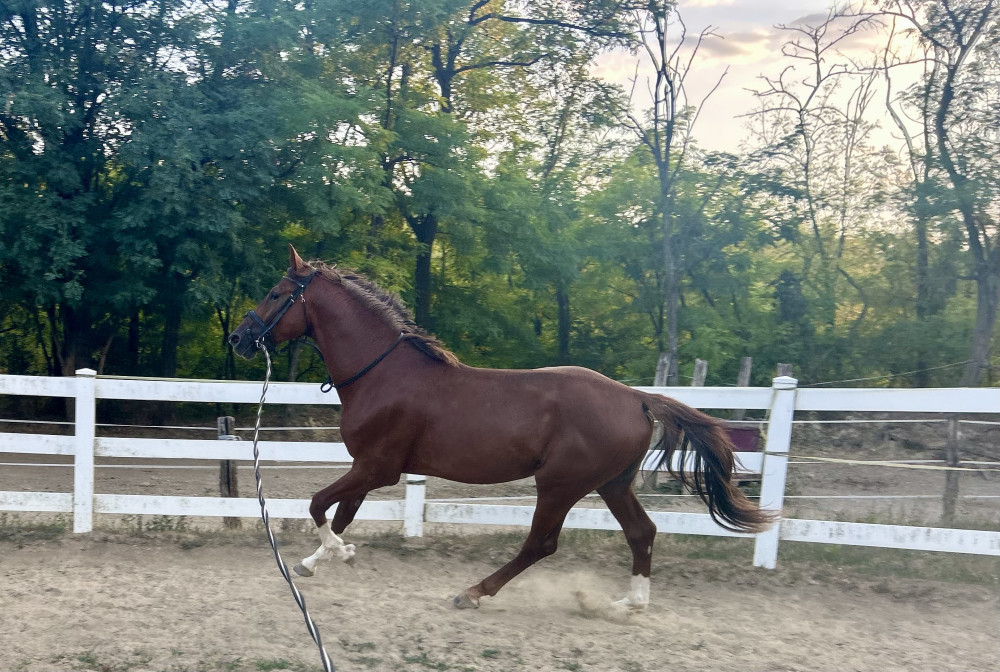 Pacitea - Crazy gelding

