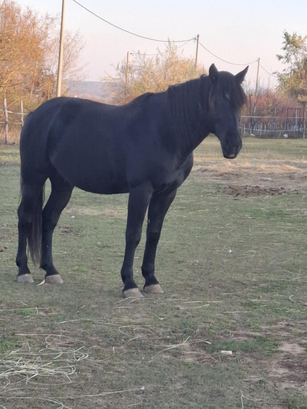 Pacitea - Crazy gelding
