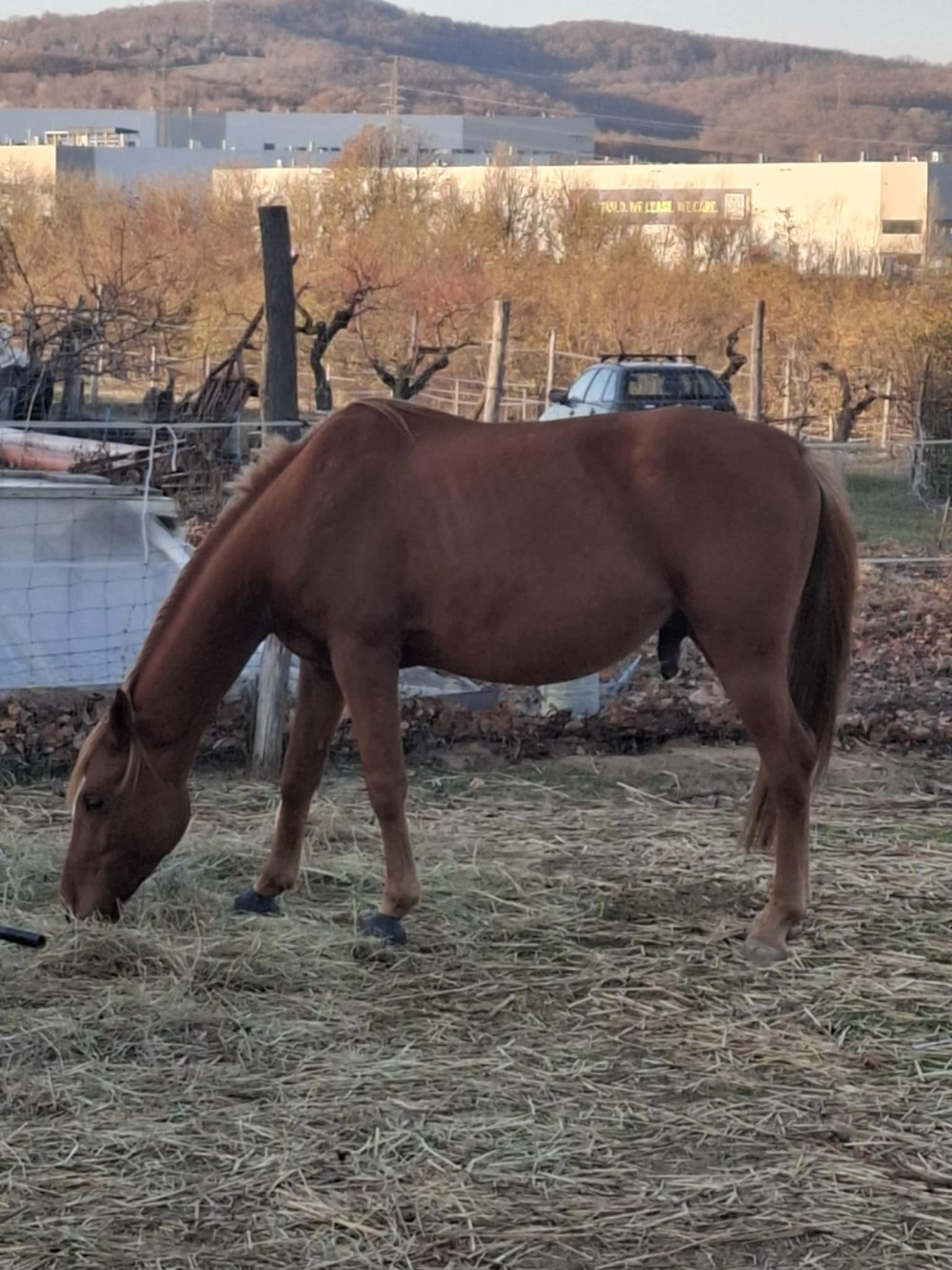 Pacitea - Crazy gelding
