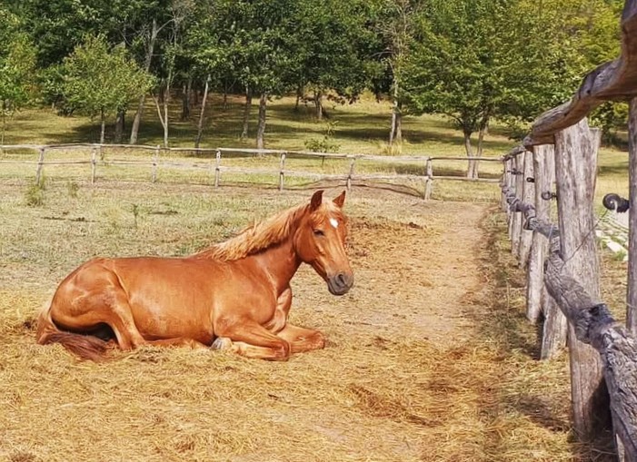 Herbahorse Digest Guard - gyomorkímélő pellet 20kg
