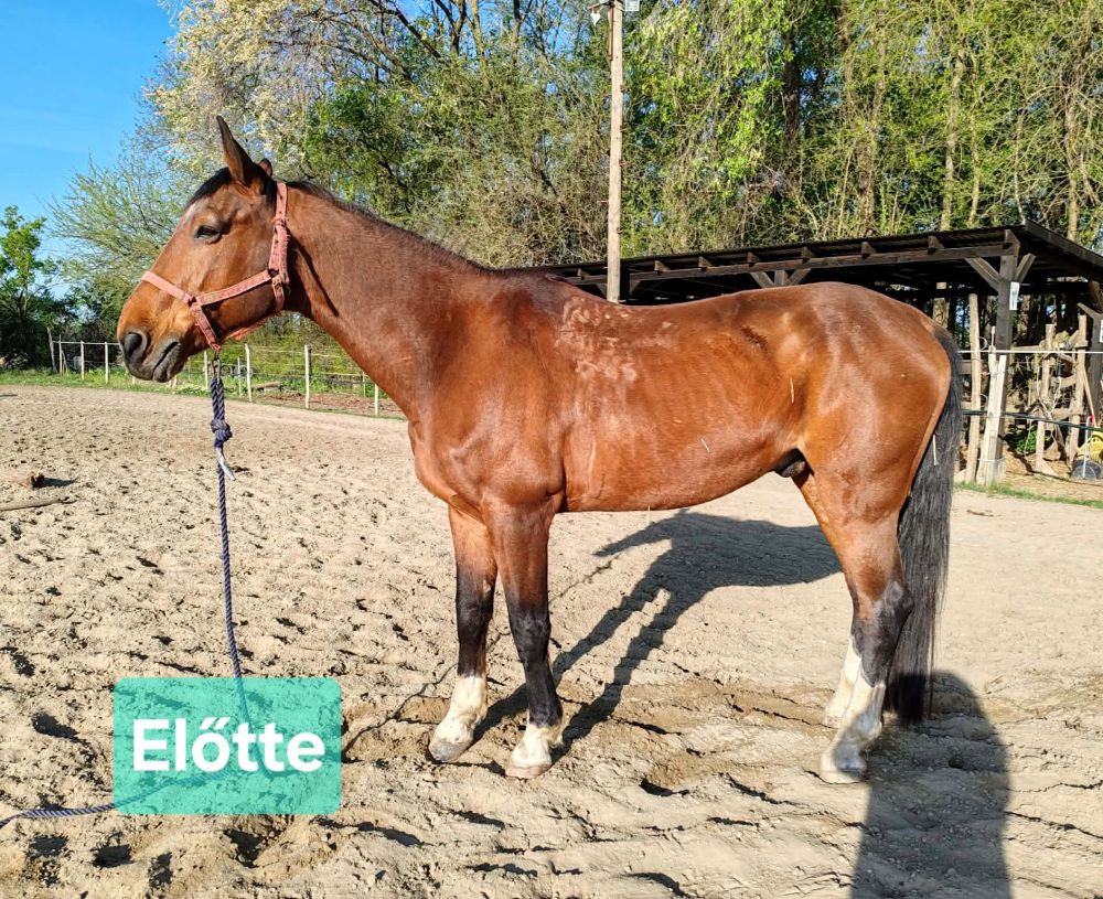 Herbahorse Digest Guard - gyomorkímélő pellet 20kg
