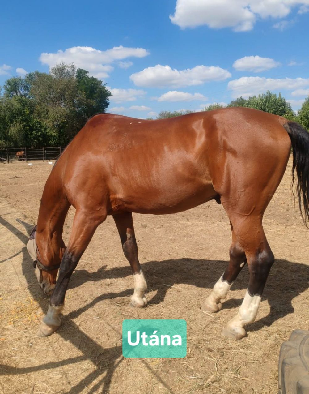 Herbahorse Digest Guard - gyomorkímélő pellet 20kg
