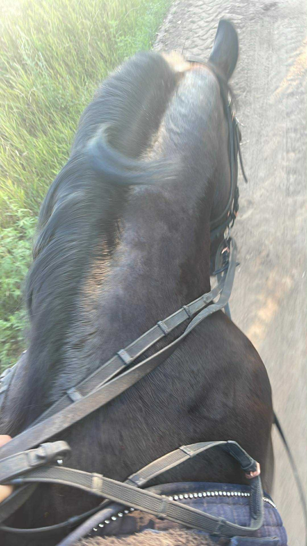 Herbahorse FlyBye gél

