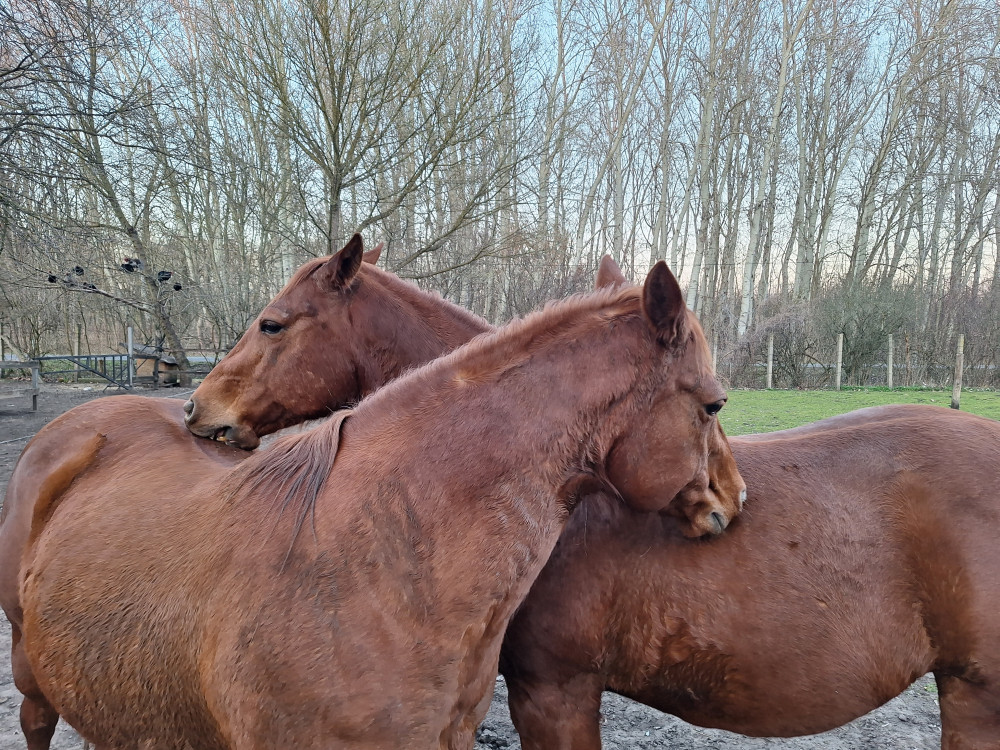 Herbahorse FlyBye gél
