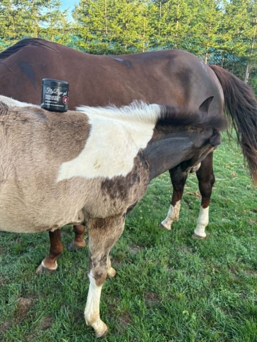 Herbahorse FlyBye gél
