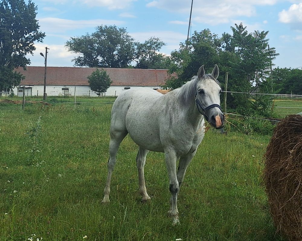 Herbahorse FlyBye gél

