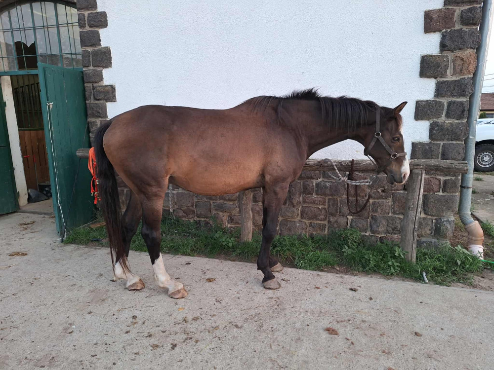 Herbahorse Fermentavet
