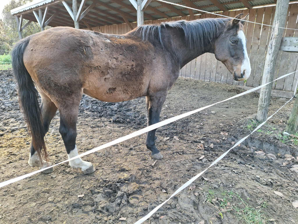 Herbahorse Fermentavet
